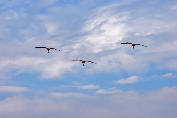 Flamingos fliegen — Stockfoto