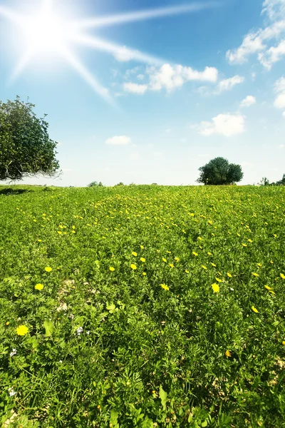 Campo florescente de primavera verde — Fotografia de Stock