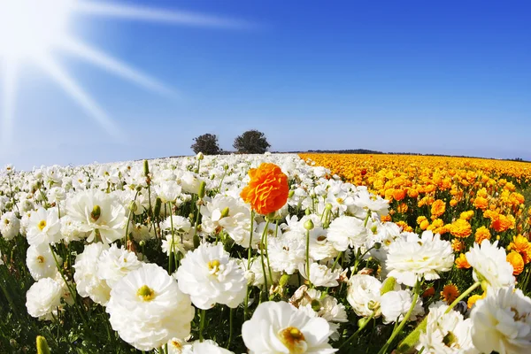 El campo de las flores naranjas y blancas — Foto de Stock