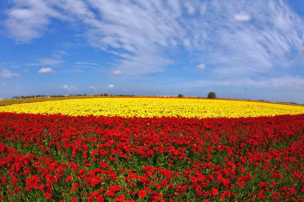 Der Tag auf den Feldern Blumen Ranunkeln — Stockfoto