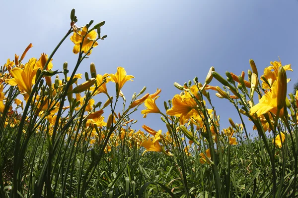 De lelies in het voorjaar — Stockfoto