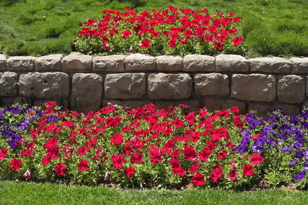 Hermosos macizos de flores brillantes en el parque —  Fotos de Stock