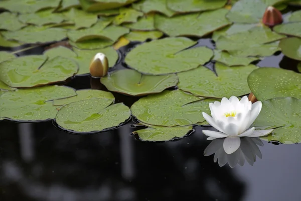 The pond with lilies in the Madrid park — Stock Photo, Image