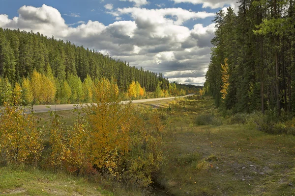 Estrada para uma madeira de outono . — Fotografia de Stock