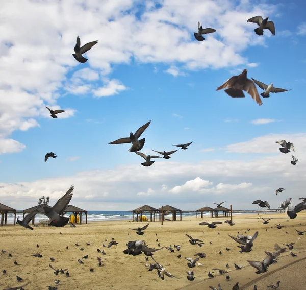 飞行鸽子被飘在沙滩上 — 图库照片