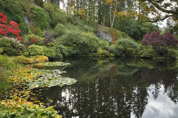 El estanque con lilyes — Foto de Stock
