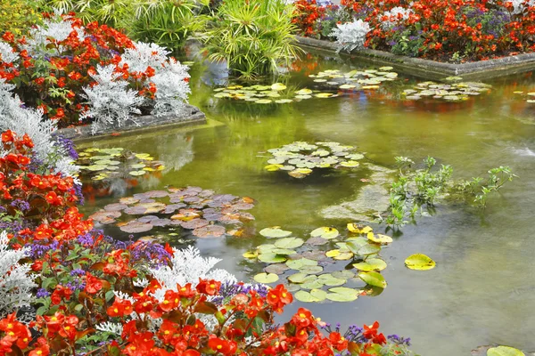 Rybník s lilyes — Stock fotografie