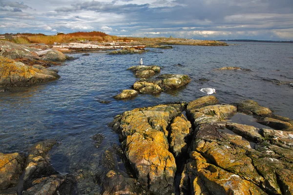 As gaivotas sentam-se em pedras da passagem — Fotografia de Stock