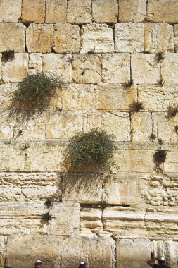 The western wall of the Jerusalem clipart