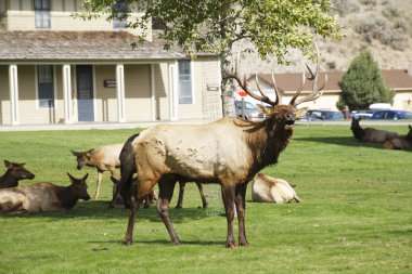 Geyikler yellowstone Milli Parkı