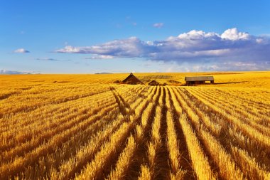 The midday on fields of Montana clipart