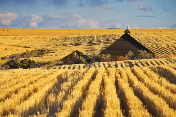 Techo de una granja en campos de trigo —  Fotos de Stock