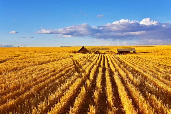The midday on fields of Montana — Stock Photo, Image