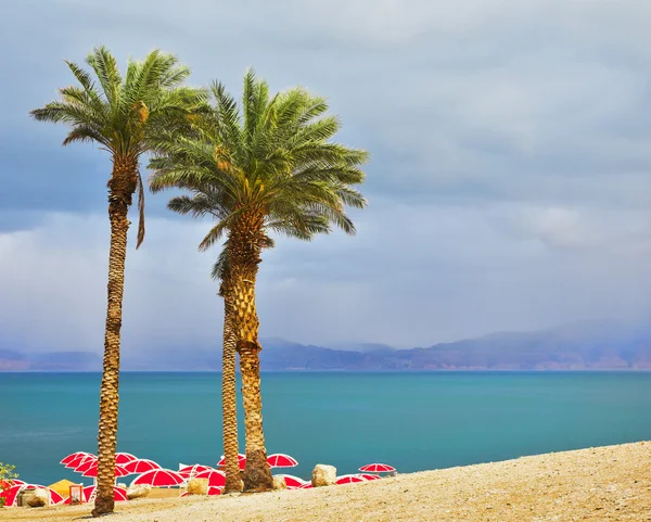 Trzy palmy na plaży — Zdjęcie stockowe