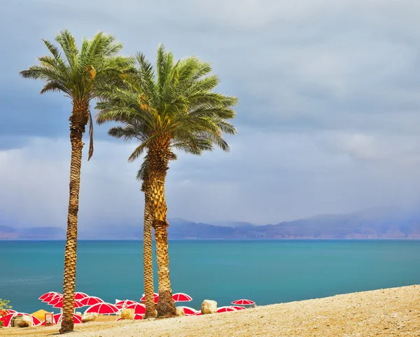 stock image Three palm trees on beach