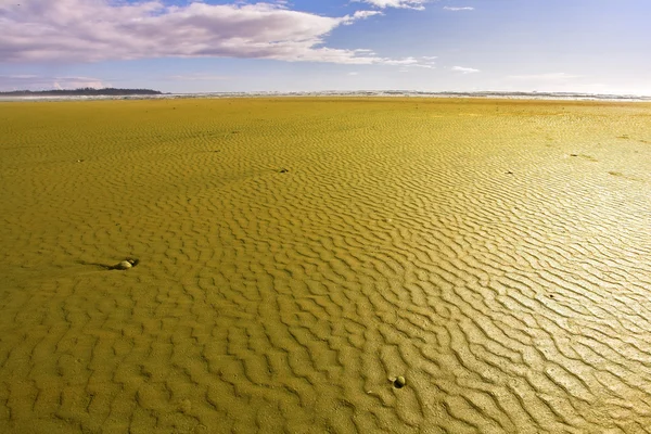 Ogromny ocean plaża na wyspie vancouver — Zdjęcie stockowe
