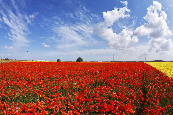 The flower field — Stock Photo, Image