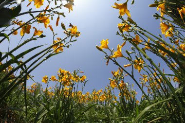 Garden yellow and orange lilies clipart