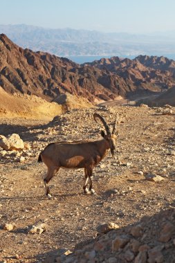 The mountain goat in stone desert clipart