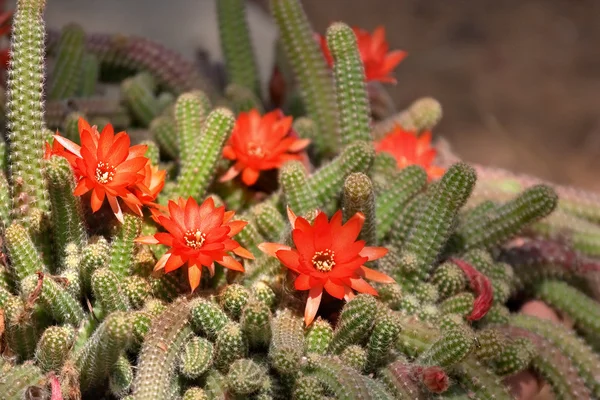 Blossoming cactus. — Stock Photo, Image