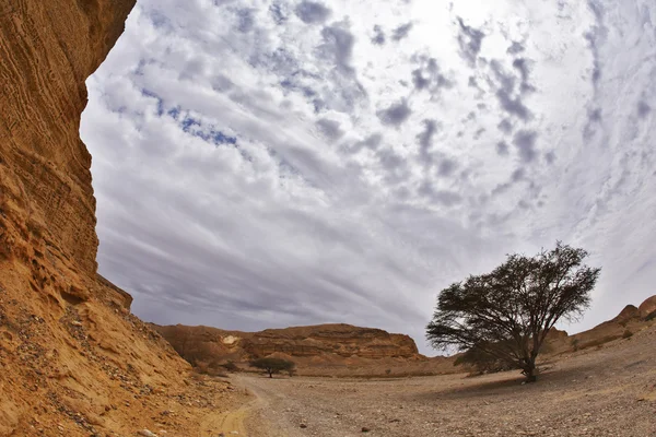 石沙漠。两棵树 — 图库照片