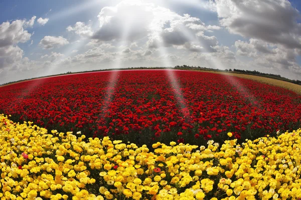 stock image Solar spring day in flowers buttercups