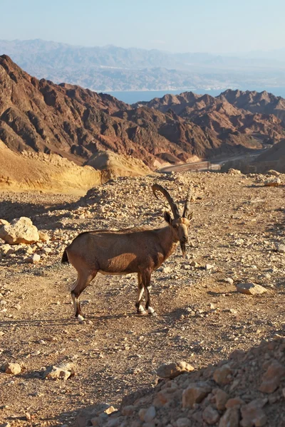 Stock image The mountain goat in stone desert