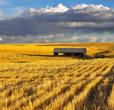 The field after harvesting clipart