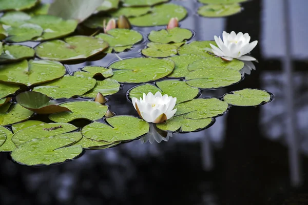 Charmanter Teich mit Lilien — Stockfoto