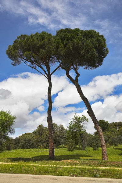 Due alberi incantevoli su una radura — Foto Stock