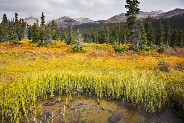 Gelbes Gras überwuchert flacher See — Stockfoto