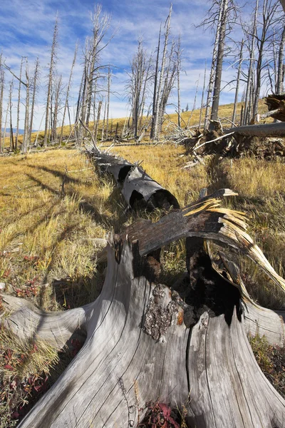 Den förlorade skog och stubbar — Stockfoto