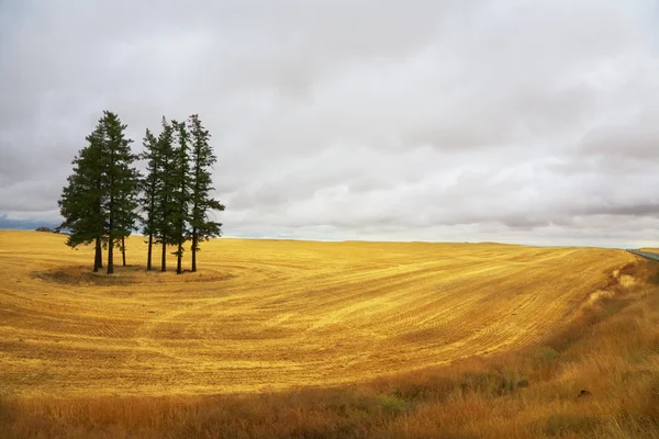 Huge field and pines after harvest. — Stock Photo, Image