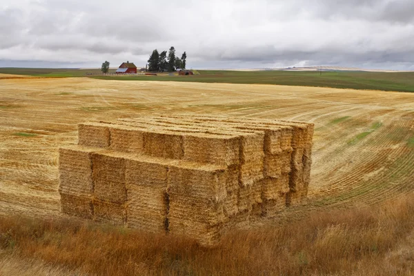 Fields after harvest and stacks — Stock Photo, Image