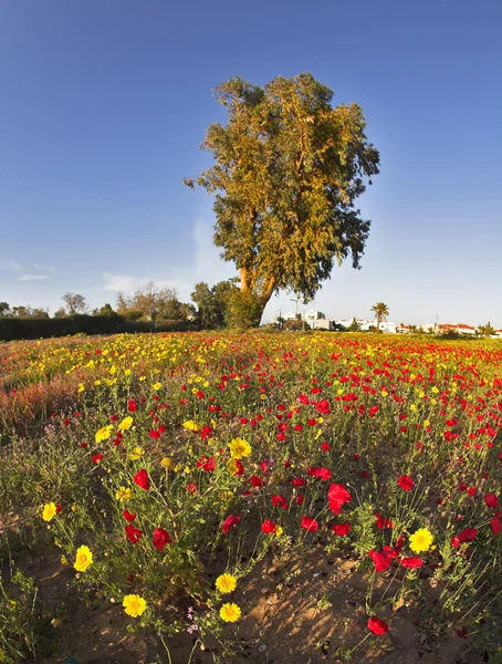 A magnificent flower carpet in desert — Stock Photo, Image