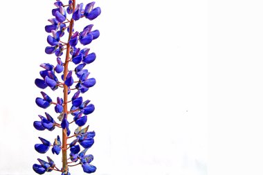 Lupine clipart