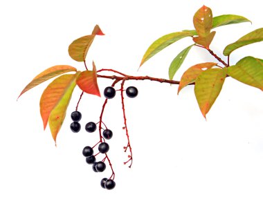 Bird cherry tree clipart