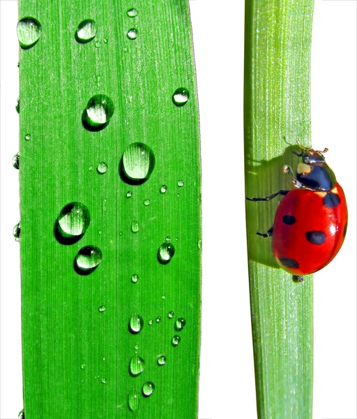 Dripped and ladybug on sedge — Stock Photo, Image