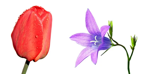 Tulipano e campanula — Foto Stock
