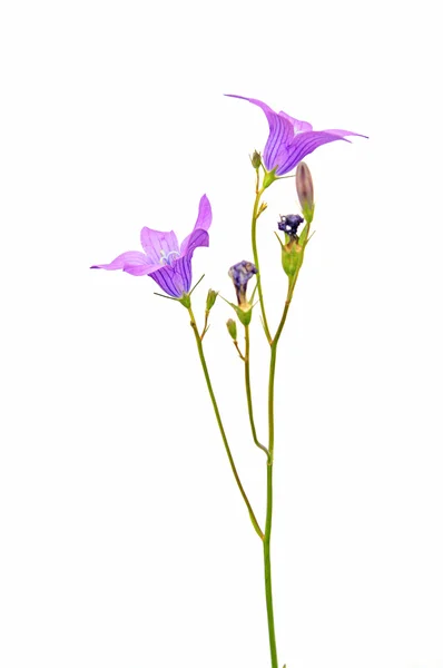 Tarla çiçeği — Stok fotoğraf