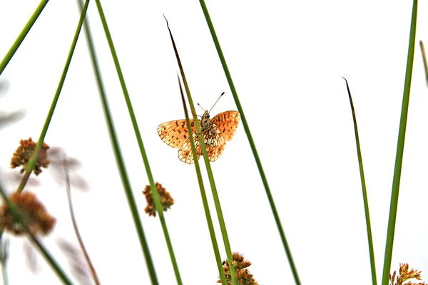 草本上的蝴蝶 — 图库照片