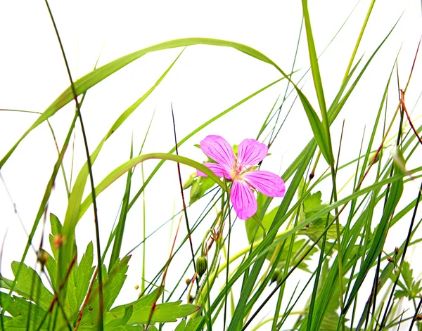 Kwiat polny — Zdjęcie stockowe