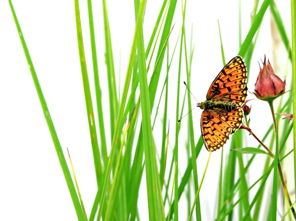 草本上的蝴蝶 — 图库照片