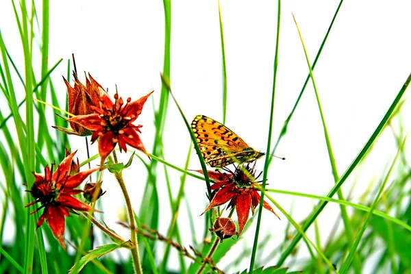 Vlinder aan kruid — Stockfoto
