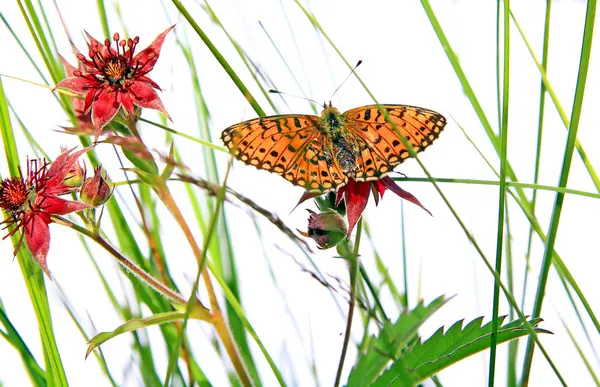 Motyl na zioło — Zdjęcie stockowe