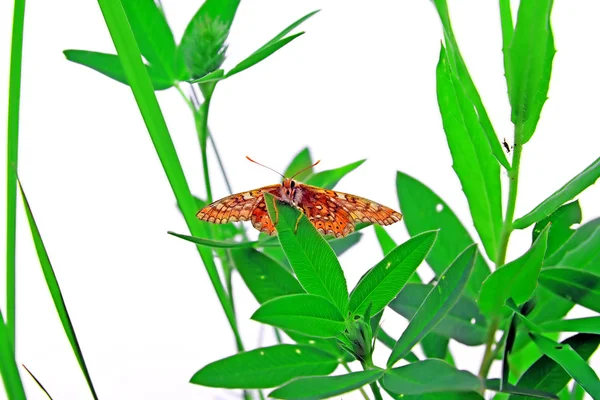 Pillangó a gyógynövény — Stock Fotó