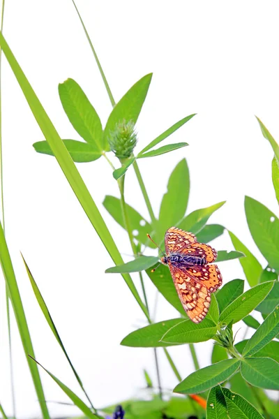 Mariposa sobre hierba — Foto de Stock