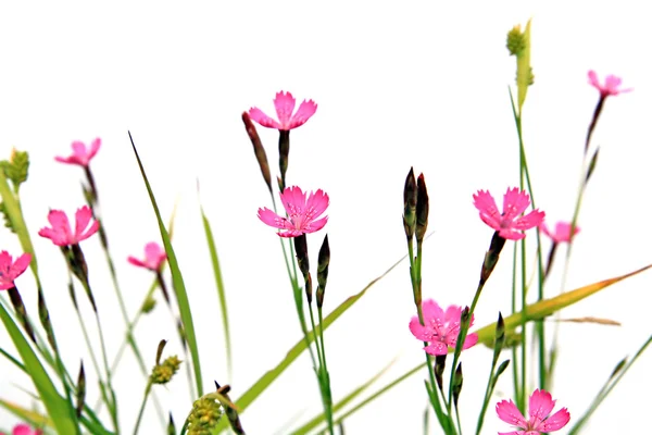 Field flowerses — Stock Photo, Image