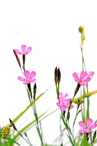 字段 flowerses — 图库照片