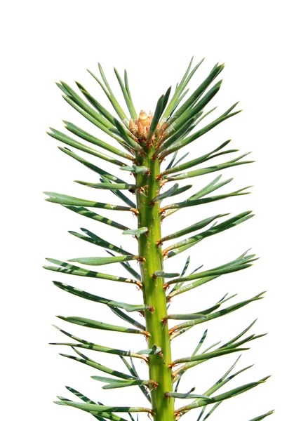 Branch of the pine — Stock Photo, Image